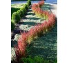 Imperata cylindrica rubra / Императа