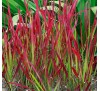 Imperata cylindrica rubra / Императа