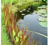 Imperata cylindrica rubra / Императа