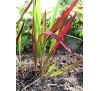 Imperata cylindrica rubra / Императа
