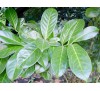 Laurocerasus officinalis / Лавровишна