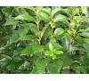 Ligustrum ovalifolium / Лигуструм
