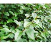Ligustrum ovalifolium / Лигуструм