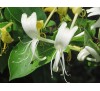 Lonicera japonica / Лоницера, Орлови нокти