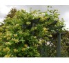 Lonicera japonica / Лоницера, Орлови нокти