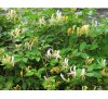 Lonicera japonica / Лоницера, Орлови нокти
