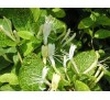 Lonicera japonica Aureo Reticulata / Лоницера