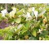 Lonicera japonica Aureo Reticulata / Лоницера
