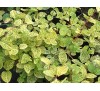 Lonicera japonica Aureo Reticulata / Лоницера