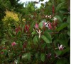 Lonicera japonica Purpurea