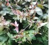 Lonicera japonica Purpurea