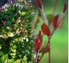 Lonicera japonica Purpurea