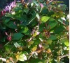 Lonicera japonica Purpurea