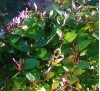 Lonicera japonica Purpurea