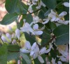 Lonicera tatarica Alba / Лоницера Татарика бяла