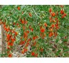 Goji berry, Lycium barbarum / Годжи Бери, Лициум