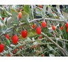 Goji berry, Lycium barbarum / Годжи Бери, Лициум