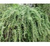 Goji berry, Lycium barbarum / Годжи Бери, Лициум