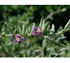 Goji berry, Lycium barbarum / Годжи Бери, Лициум