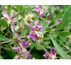 Goji berry, Lycium barbarum / Годжи Бери, Лициум