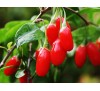Goji berry, Lycium barbarum / Годжи Бери, Лициум