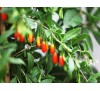 Goji berry, Lycium barbarum / Годжи Бери, Лициум