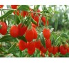 Goji berry, Lycium barbarum / Годжи Бери, Лициум