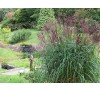 Miscanthus sinensis Malepartus /  Мискантус
