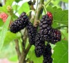 Morus  / Черница 