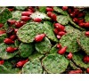 Opuntia / Опунция