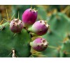 Opuntia / Опунция