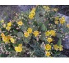 Opuntia / Опунция