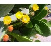 Opuntia / Опунция