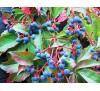 Parthenocissus quinquefolia /  Дива лоза