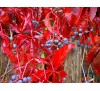 Parthenocissus quinquefolia /  Дива лоза