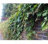 Parthenocissus quinquefolia /  Дива лоза