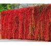 Parthenocissus quinquefolia /  Дива лоза