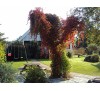 Parthenocissus quinquefolia /  Дива лоза