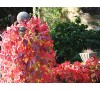 Parthenocissus quinquefolia /  Дива лоза