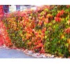 Parthenocissus quinquefolia /  Дива лоза