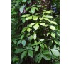 Parthenocissus quinquefolia /  Дива лоза