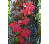Parthenocissus quinquefolia /  Дива лоза
