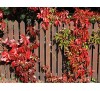 Parthenocissus quinquefolia /  Дива лоза