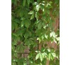 Parthenocissus quinquefolia /  Дива лоза
