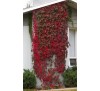 Parthenocissus quinquefolia /  Дива лоза