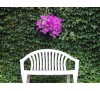 Parthenocissus quinquefolia /  Дива лоза