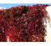 Parthenocissus quinquefolia /  Дива лоза