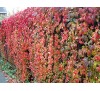 Parthenocissus quinquefolia /  Дива лоза