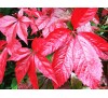 Parthenocissus quinquefolia /  Дива лоза