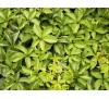 Parthenocissus quinquefolia /  Дива лоза
